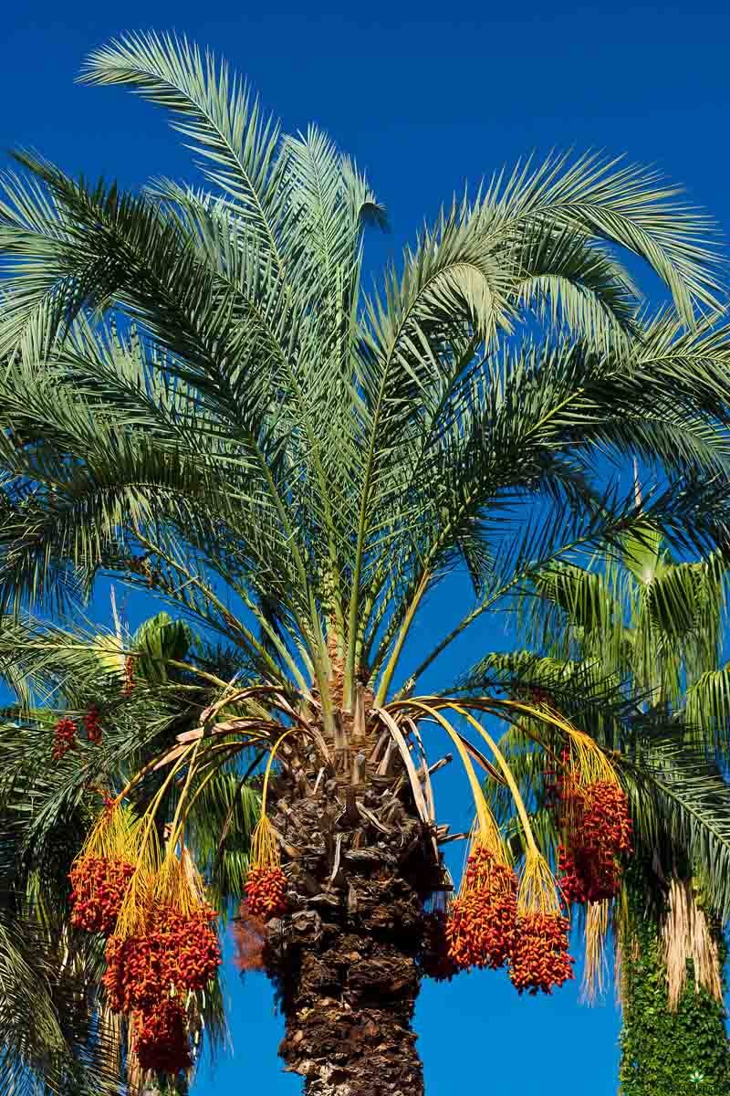 RnD-Palm-Date-Fruit