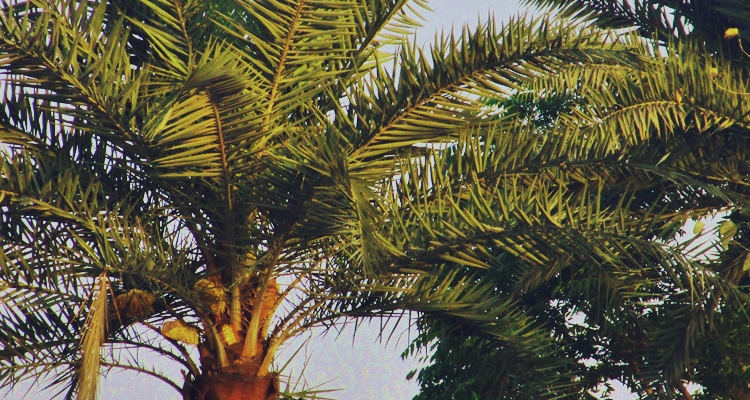 The Date Palm Tree