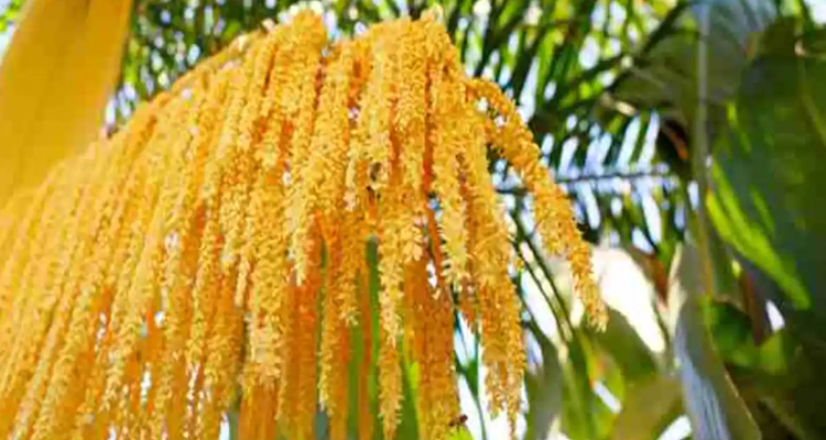 The Date Palm Pollen Increase Sperm Count And Motility
